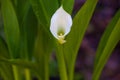 Full Frame of A Single Calla Liliy Pure White with Green Leaves