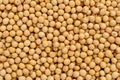 Full frame of soybean. Selective focus Royalty Free Stock Photo