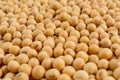 Full frame of soybeans. Royalty Free Stock Photo