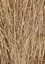 Dry sedge after winter on the banks of the swamp. Vertical dry grass background. Royalty Free Stock Photo
