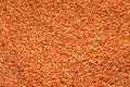 full frame top view Raw dried corn seeds or corn kernels drying in the sun on the ground Royalty Free Stock Photo