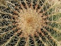 Full frame top view of spiky green cactus showing spine detail Royalty Free Stock Photo