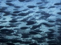 Full Frame of Tropical Fish in Aqua Underwater Image