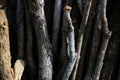 Full frame of vertical pieces of dry wood, ready to fire, illuminated by a pale sun