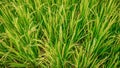 Balinese rice growing in a field.