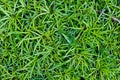 Full frame view of grass Royalty Free Stock Photo