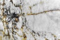 Full-frame view of marble slab background, close up shot Royalty Free Stock Photo