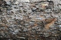 Full frame wallpaper closeup of isolated rough tree bark Royalty Free Stock Photo
