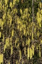 Full frame of yellow corkscrew hazel also known as corylus avellana contorta Royalty Free Stock Photo