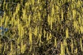 Full frame of yellow corkscrew hazel also known as corylus avellana contorta Royalty Free Stock Photo