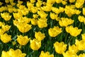 Full frame yellow tulips spring background Royalty Free Stock Photo