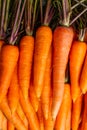 Young Carrot with green tops Background