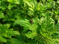 full frame of young chrysanthemum with amata huebneri