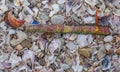 Seashells washed up on a beach