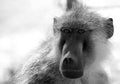 Full framed portrait of a charm baboon in black white looking directly ahead