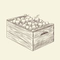 Full of fresh apple wooden crate box. Box of apples Royalty Free Stock Photo