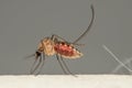 Full of fresh bloods of mosquito Royalty Free Stock Photo