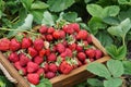 Full fresh strawberry basket. Strawberry farm wooden box with berry Royalty Free Stock Photo