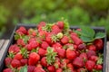 Harvesting fresh strawberries. Strawberry farm wooden box with berry Royalty Free Stock Photo