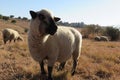 A full front and side view, closeup photograph of a beige sheep standing in a golden grass field Royalty Free Stock Photo