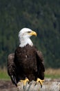 Full frontal shot of a Bald Eagle sitting at the Grouse Mountain, Vancouver, Canada