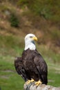 Full frontal shot of a Bald Eagle sitting at the Grouse Mountain, Vancouver, Canada Royalty Free Stock Photo