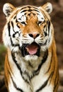 Full Frontal Tiger