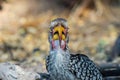 Full frontal view of a Hornbill with bright yellow beak