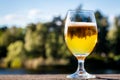 A full glass of tasty golden beer with reflections in the glass against outdoor summer nature background.