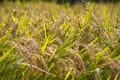 Full grains, ears hanging down, crops that are about to mature, rice