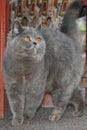 Full gray cat with a raised tail Royalty Free Stock Photo