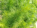 Full Green Artemesia scoparia Royalty Free Stock Photo