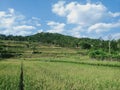 Rice fields at the mountain Slamet