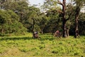 Full of green. Inner portion of Jaldapara National Park.