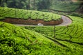 A full green tea estate in Idukki, Kerala, India.