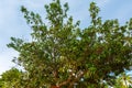 Full Grown Avocado Tree in Cuba