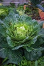 Full grown cabbage ready to be harvested as larva are crawling on it