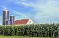 Full Grown Corn by Quilt Barn and Blue Silos
