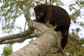 Full grown female mountain cuscus Royalty Free Stock Photo