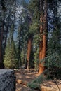 Full grown Giant Sequoia Trees on the Sherman Trail in Sequoia National Park, California