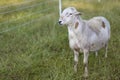 Full grown Katahdin sheep ram Royalty Free Stock Photo