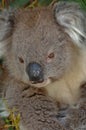 A full grown koala close up nestled amongst the leafs of a Australian eucalypt