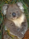 A full grown koala close up nestled amongst the leafs of a Australian eucalypt