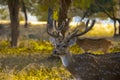 A full grown male spotted deer at Ranthambore.