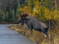 Full-grown moose bull (also elk, Alces alces) with big antler crossing road in Jasper National Park, Alberta, Canada. Royalty Free Stock Photo