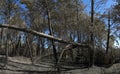 Full grown pine trees broken and burnt by firestorm - Pedrogao Grande