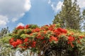 Full grown red colored tree on a road to hill station,Salem, Yercaud, tamilnadu, India, April 29 2017