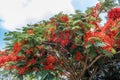 Full grown red colored tree on a road to hill station,Salem, Yercaud, tamilnadu, India, April 29 2017