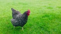 A full grown rooster. Plymouth Rock Chicken.