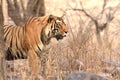 Full grown Royal Bengal Tiger